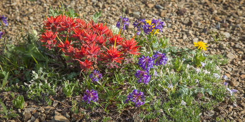 Castilleja rupicola, Penstemon procerus