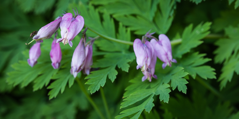 Dicentra formosa