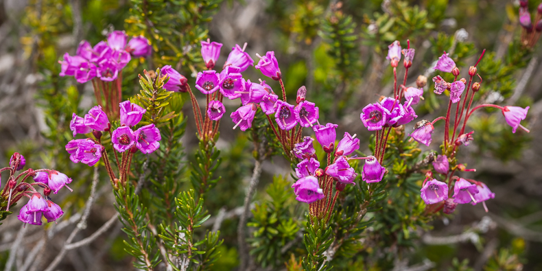 Phyllodoce empetriformis